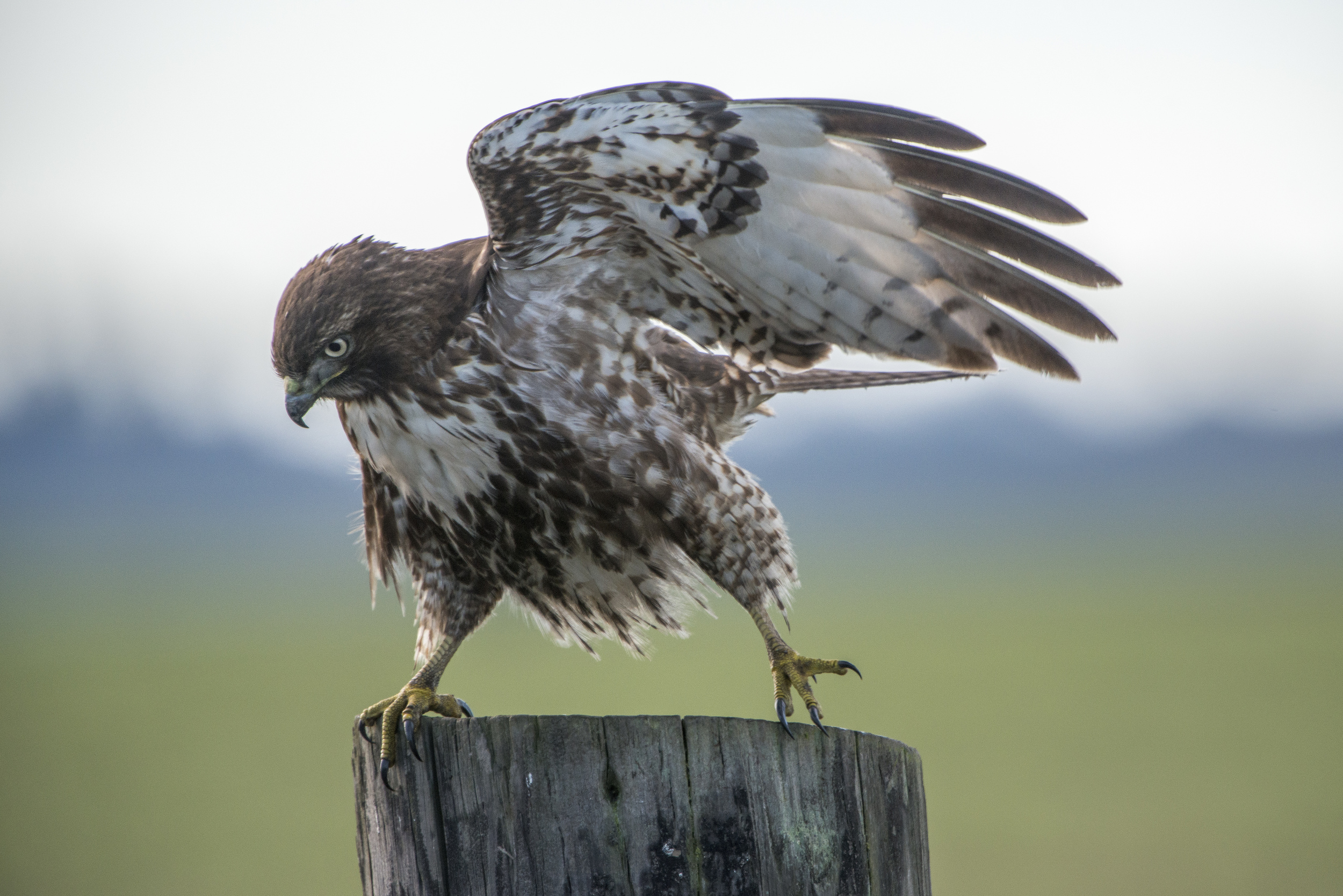 Photo by Max Rae, via Flickr Creative Commons