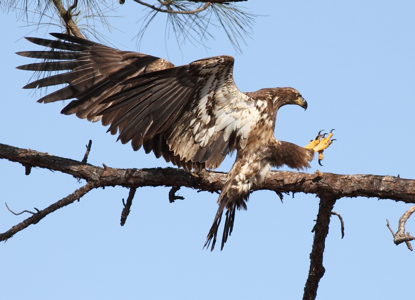 Juvenile bald eagle photo by Arlene Koziol