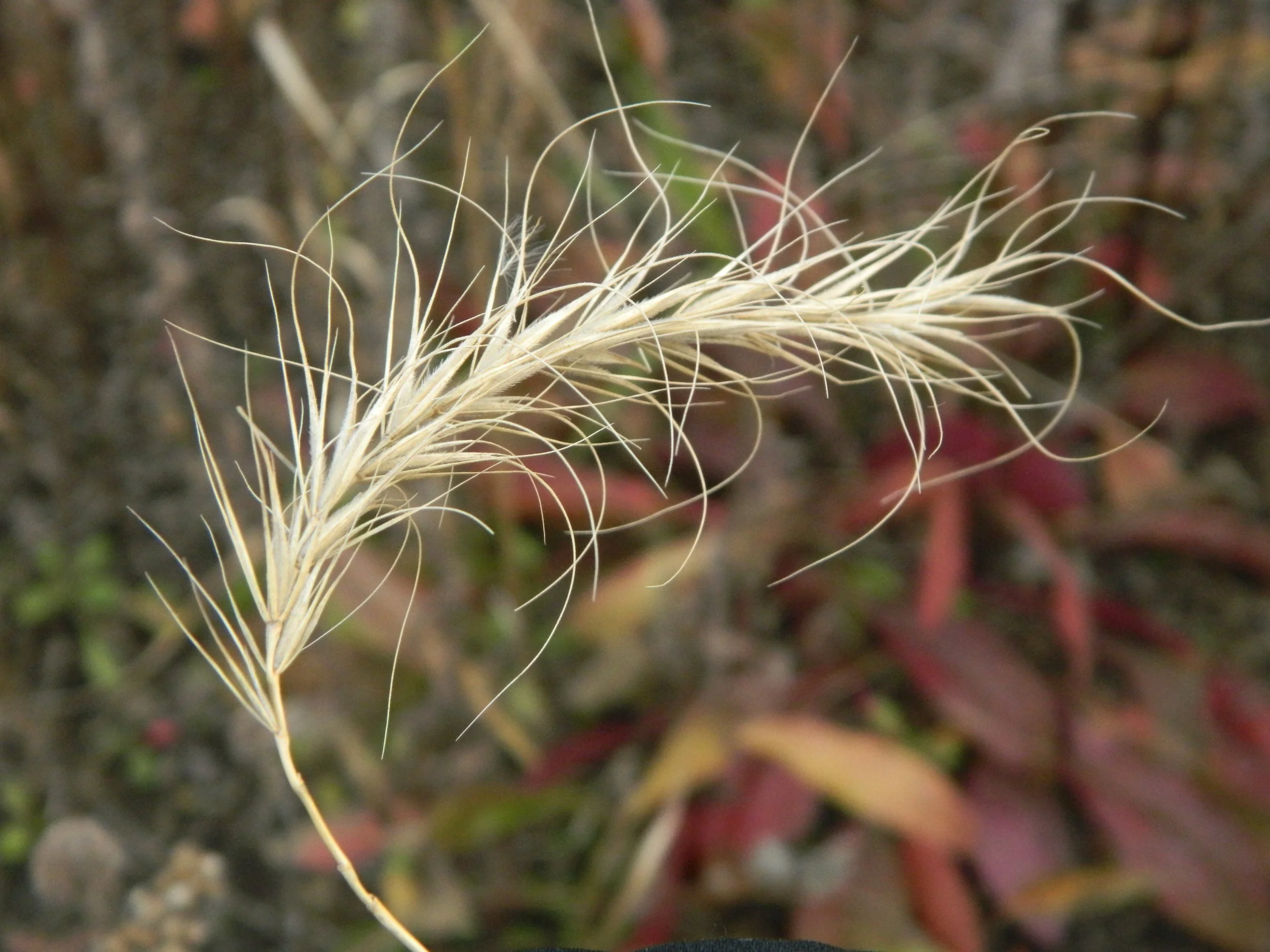 Seed collecting at Goose Pond 