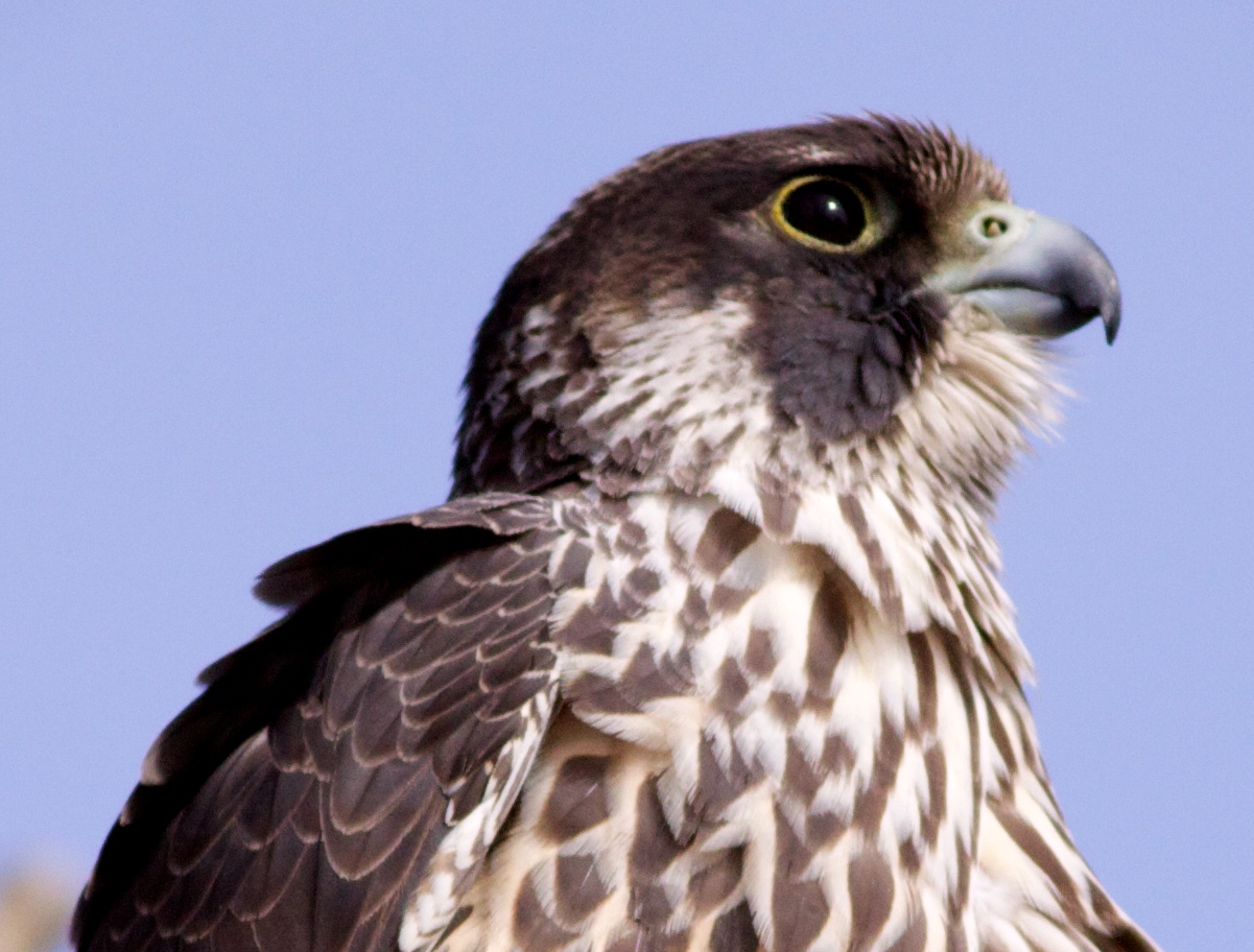 goose goose duck falcon goose goose duck falcon