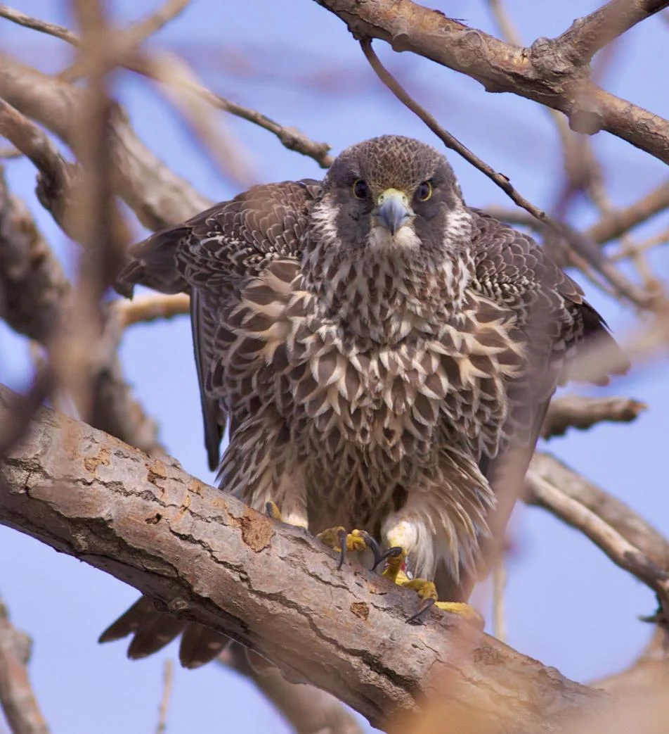 This banded peregrine, Suny, hatched and was banded in Minnesota in 2010. The Midwest subspecies may be residents year-round in this area. Photo by Arlene Koziol .
