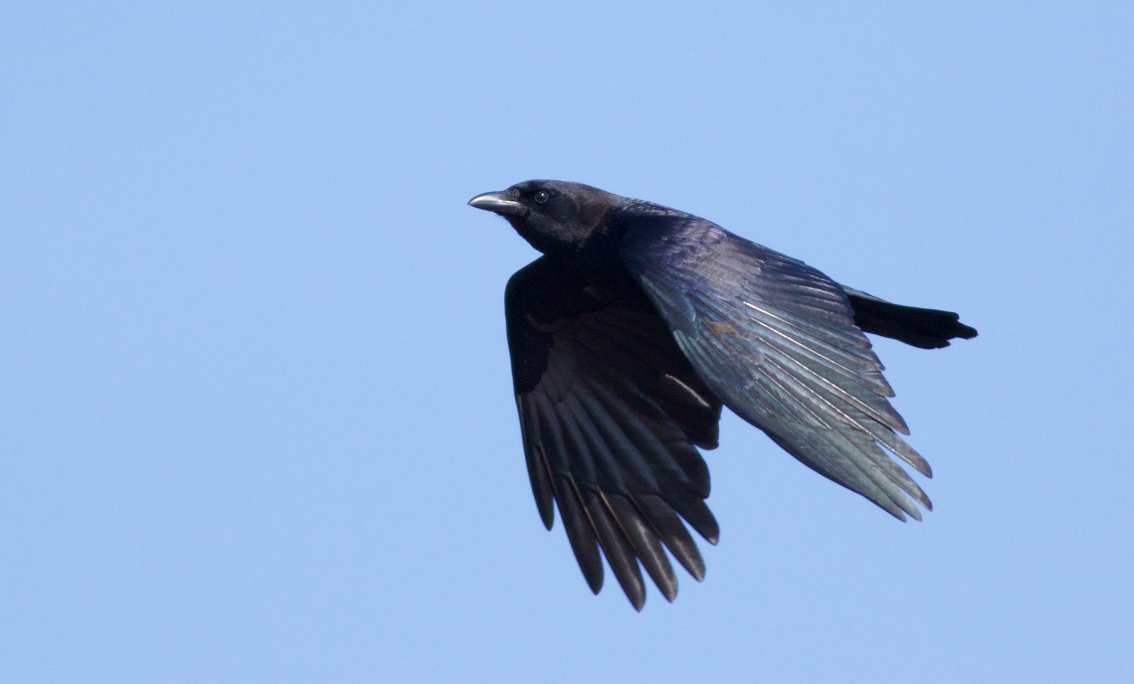 The American Crow. Photo by Arlene Koziol