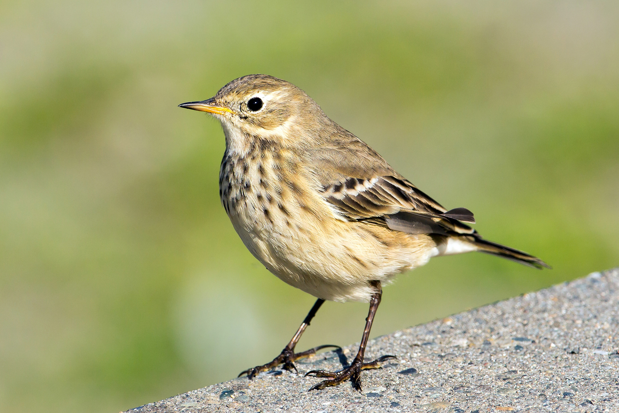 Photo by Mick Thompson, Creative Commons