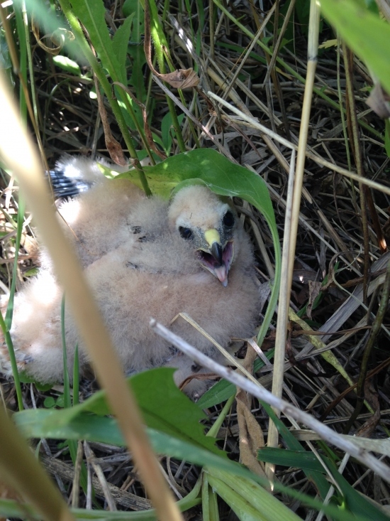 Photo by Maddie Van Cleve, Goose Pond Land Steward