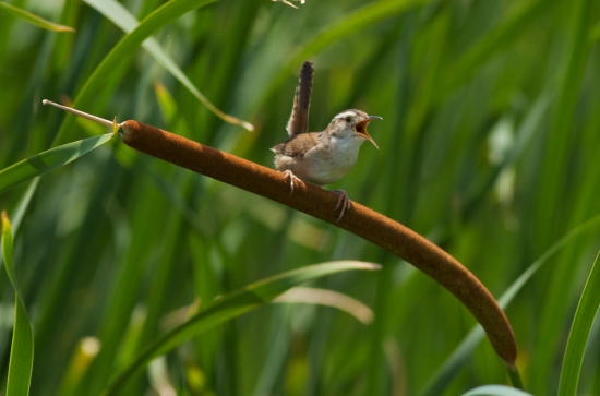Photo by Arlene Koziol