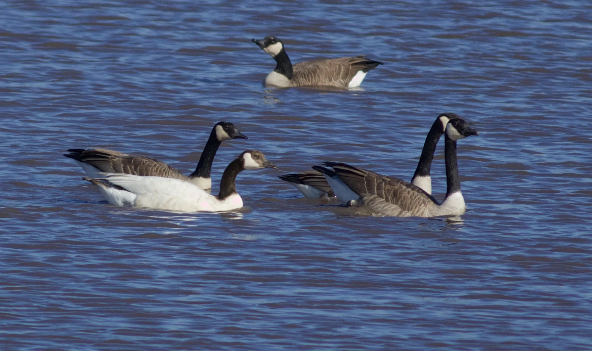 Leucistic Canada Goose, Photography by: Arlene Koziol