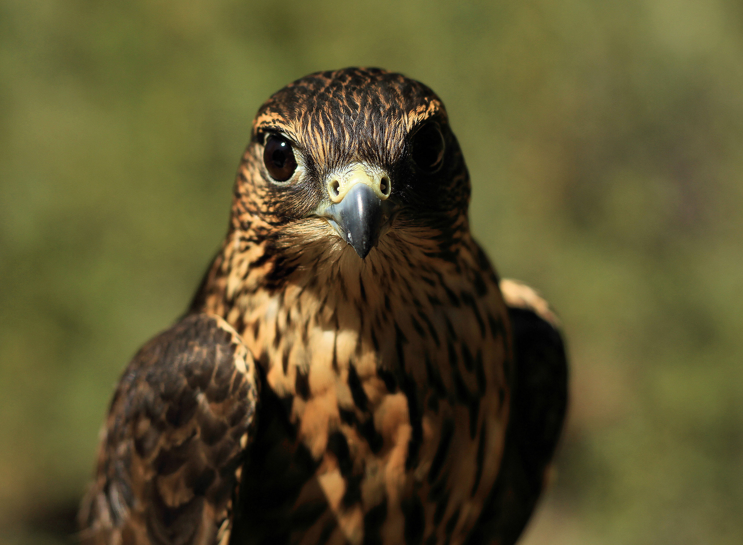Merlin, photo credits: Jon Nelson