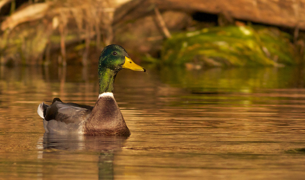 Mallard, Photography by Arlene Koziol
