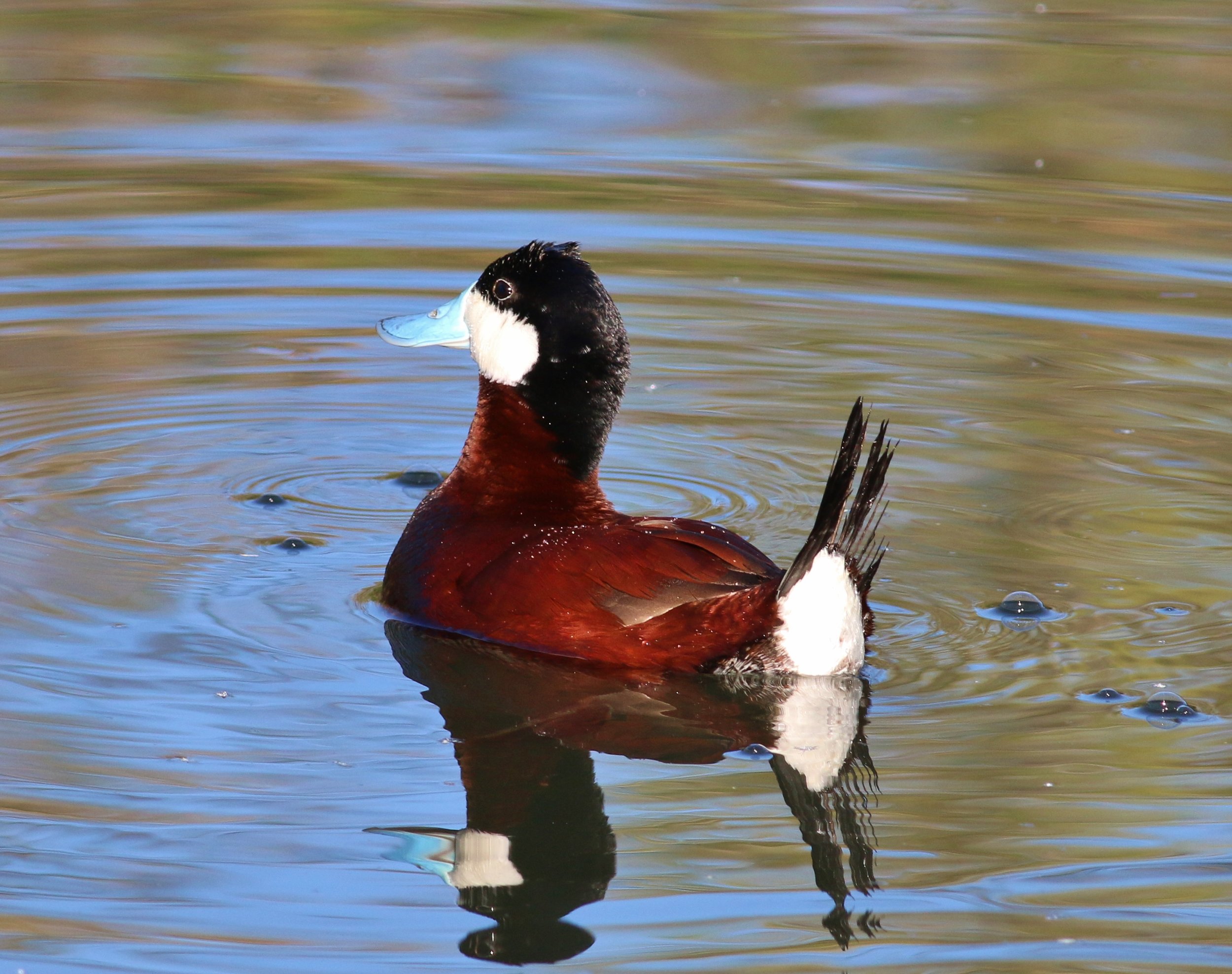Ruddy Duck, Photographed by Tom Benson