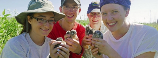 Madison Audubon interns hold newly-banded American kestrel chicks before they're placed back in their nest box. Click here to make a donation to support Madison Audubon's conservation programs, like the kestrel box trail.