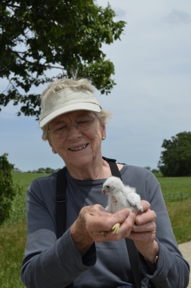 Madison Audubon member Pat Becker holds a tiny kestrel chick as it waits for a new band. MAS Photo.