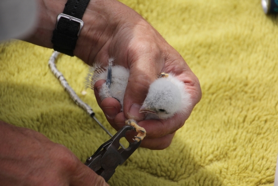 Janet Eschenbauch carefully bands a new kestrel chick. MAS Photo.