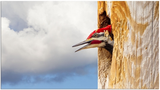 Photo by Phil Brown, Flickr Creative Commons