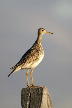 Photo by USFWS Mountain-Prairie, Flickr Creative Commons
