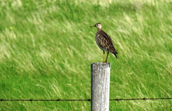 Photo by Nancy Magnusson, Flickr Creative Commons
