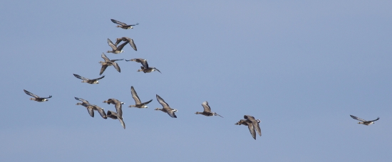 Photo of a flock of flying white-fronts at Goose Pond by Arlene Koziol, Madison Audubon volunteer