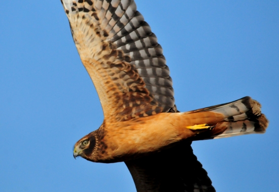 Photo by USFWS, Flickr Creative Commons