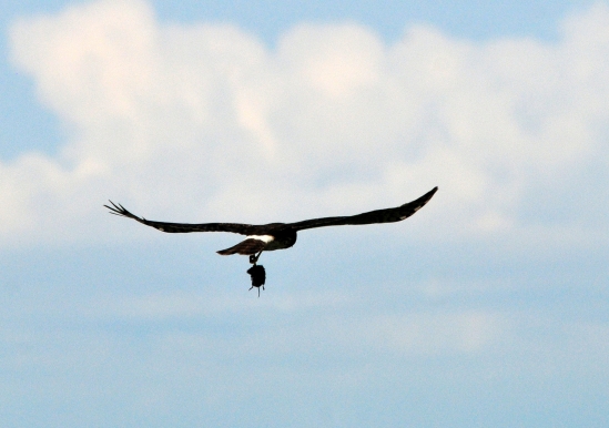 Photo by USFWS, Flickr Creative Commons