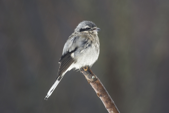 Photo by Larry McGahey, Flickr Creative Commons