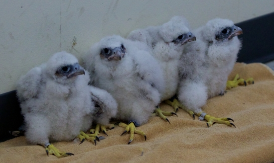 Above, this year's brood of feathered, fuzzy urban falcons. Photo by Arlene Koziol