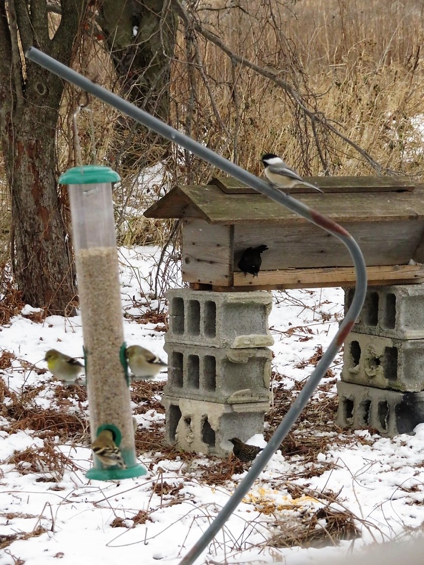 A black-capped chickadee waits for an opportunity to feed at the sunflower fines feeder being used by American goldfinches. In the background a red-winged blackbird enjoys a seed mix at the hopper feeder.