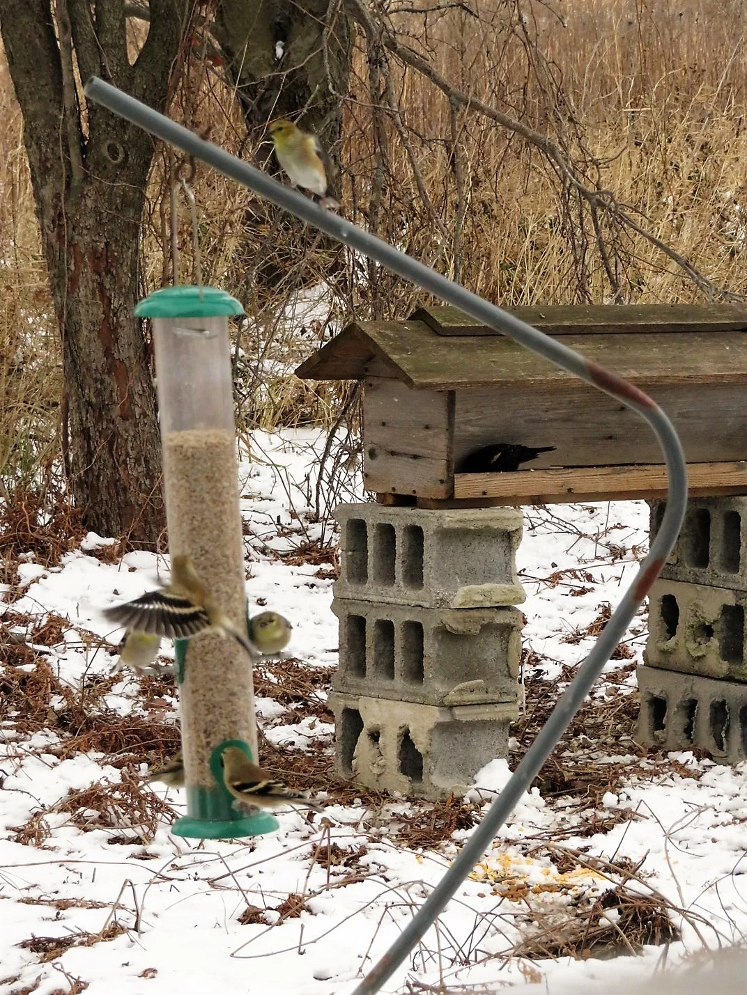 Goldfinches squabble over a spot at the sunflower fines feeder, while in the background, a red-winged blackbird enjoys a seed mix.