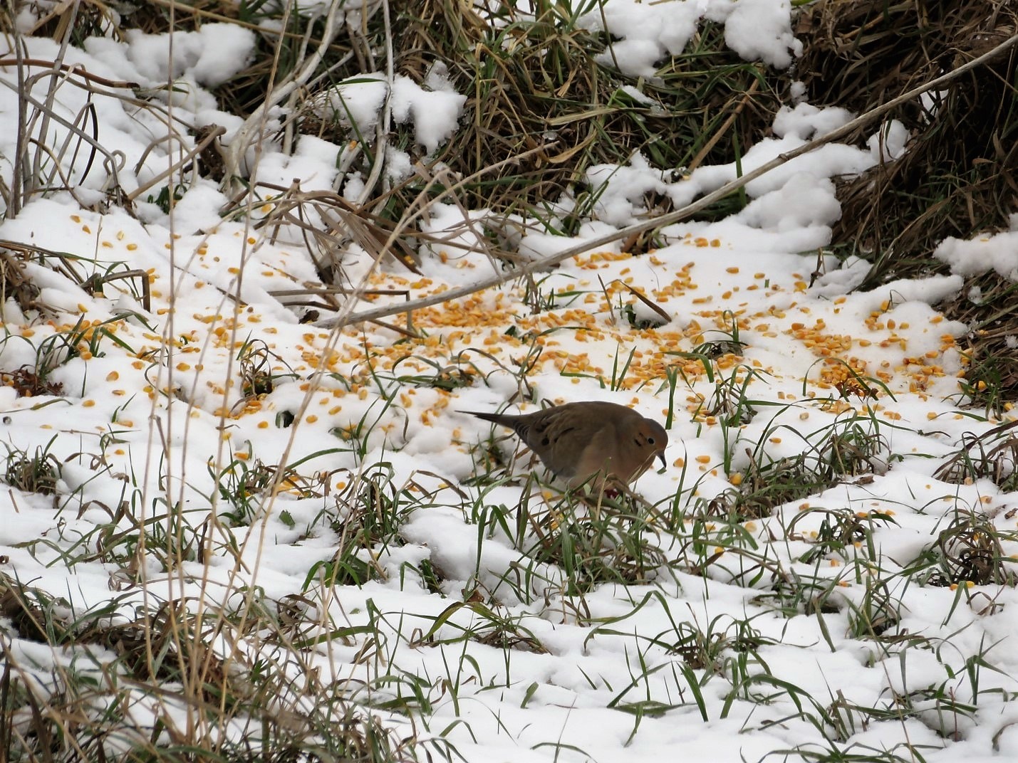 A mourning dove pecks through the shell corn we threw out for the rabbits. 