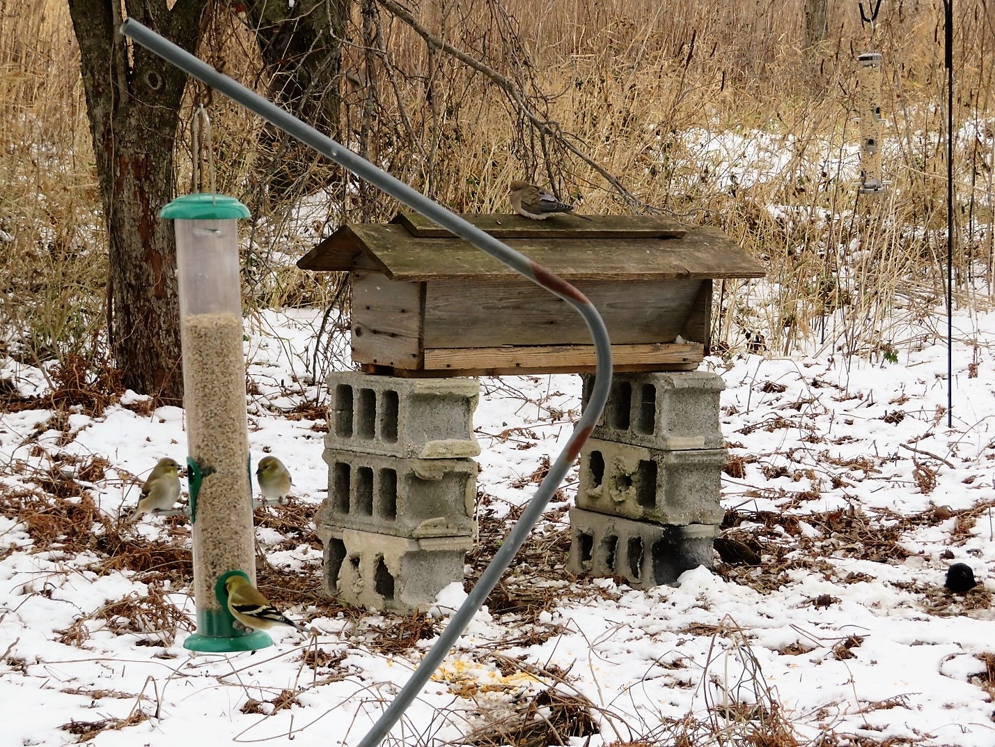 A mourning dove guards the hopper feeder. 