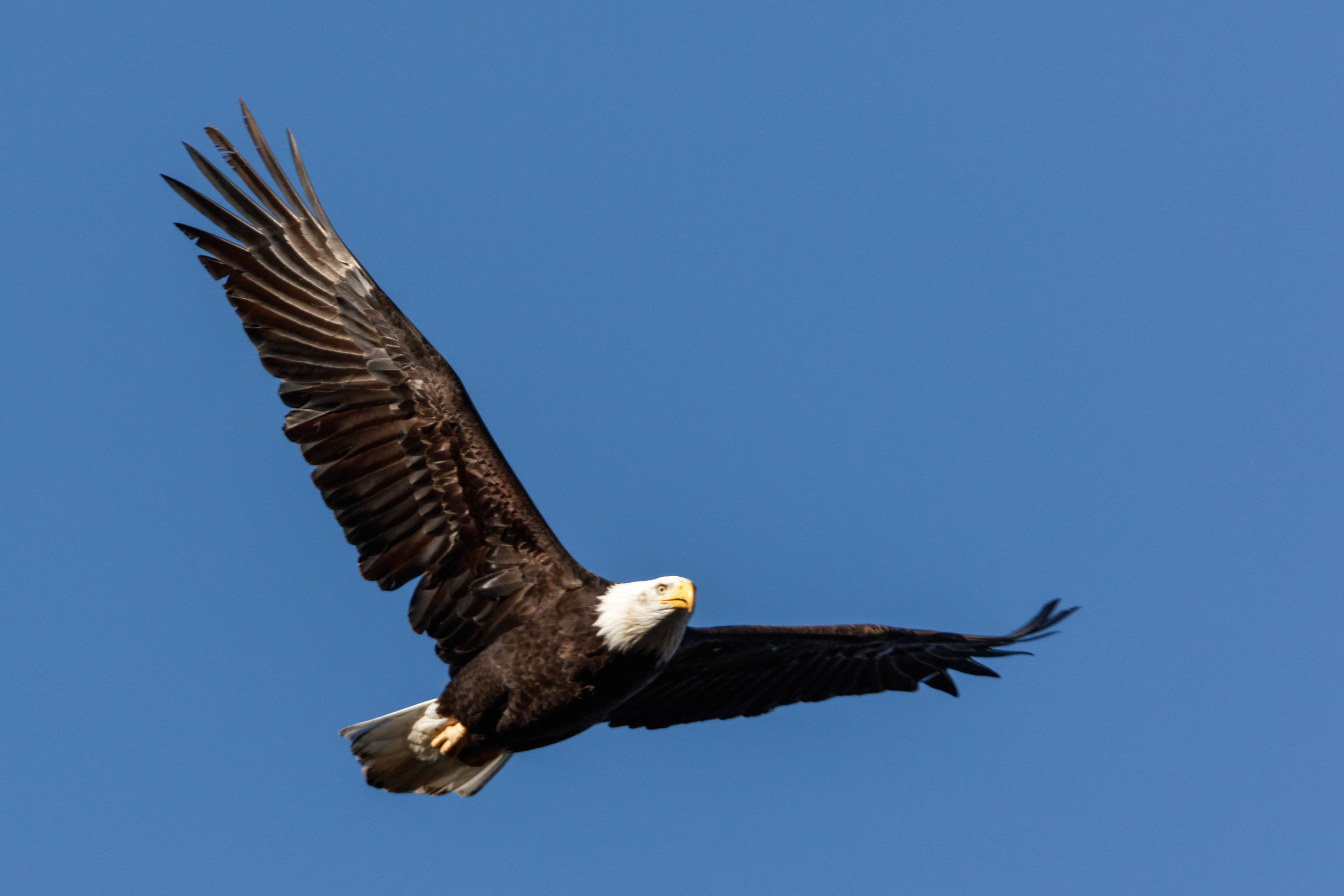 Bald Eagle in-flight, Photography by Ronald Woan