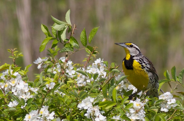 Eastern meadowlark photo taken in the Browne Prairie by Arlene Koziol