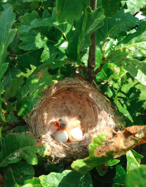 Goldfinches, photography by Maddie Dumas