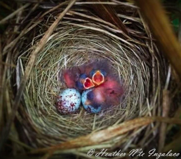 Song sparrows and eggs in a nest, photography by Heather Inzalaco