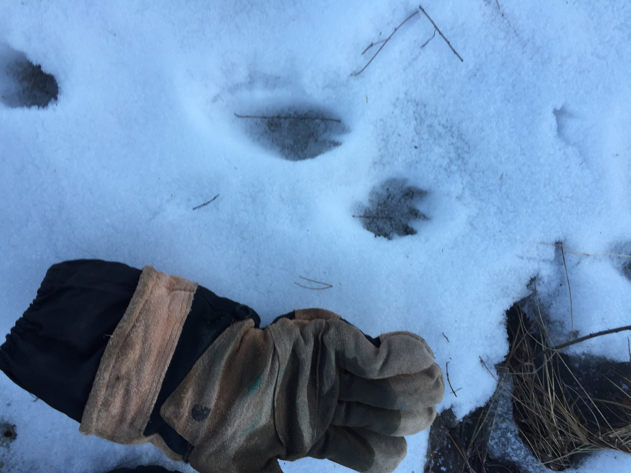 Otter tracks featuring Drew's Glove for scale, Photography by Drew Harry