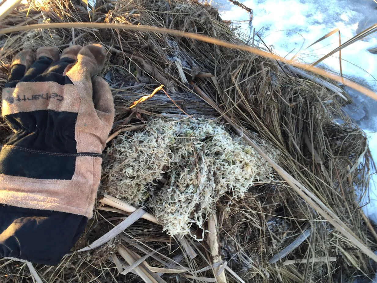 Sphagnum used for insulation, Photography by Drew Harry