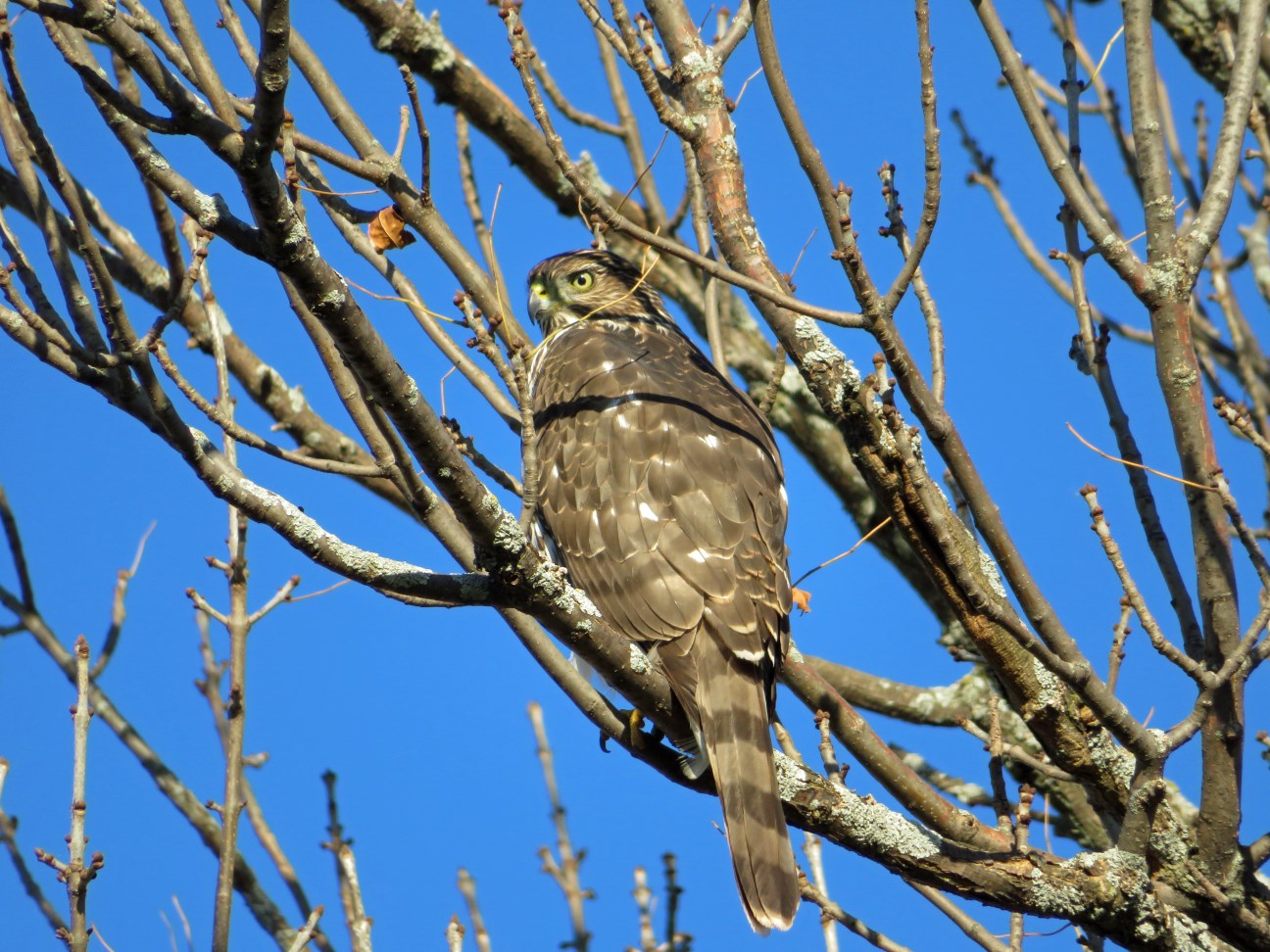 A first-year female Cooper's hawk at the Kampen Road residence, photo credits to Maddie Dumas