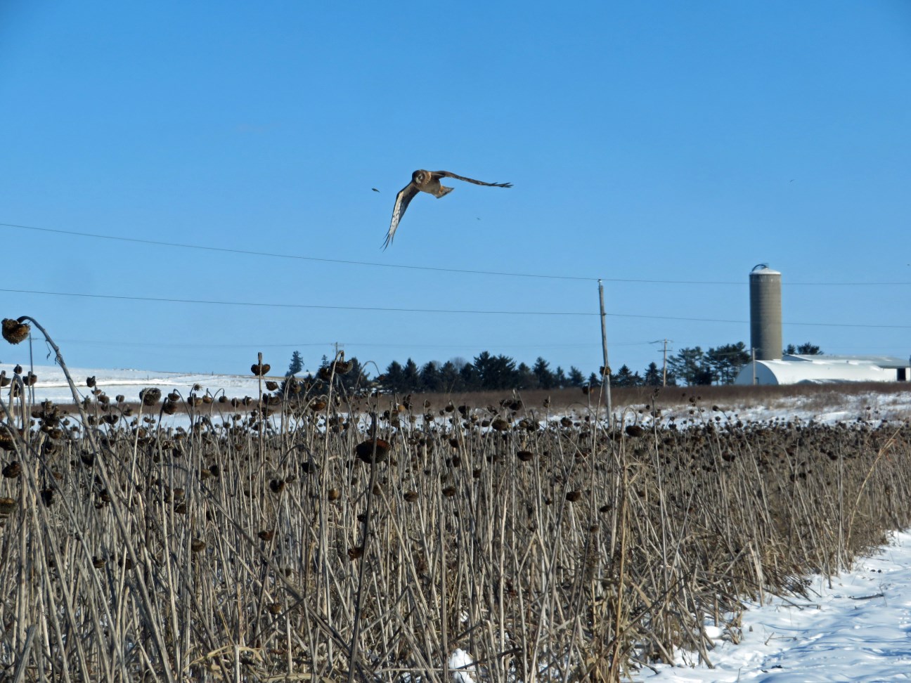 A northern harrier hunting over the food plot in mid December, photo credits to Maddie Dumas