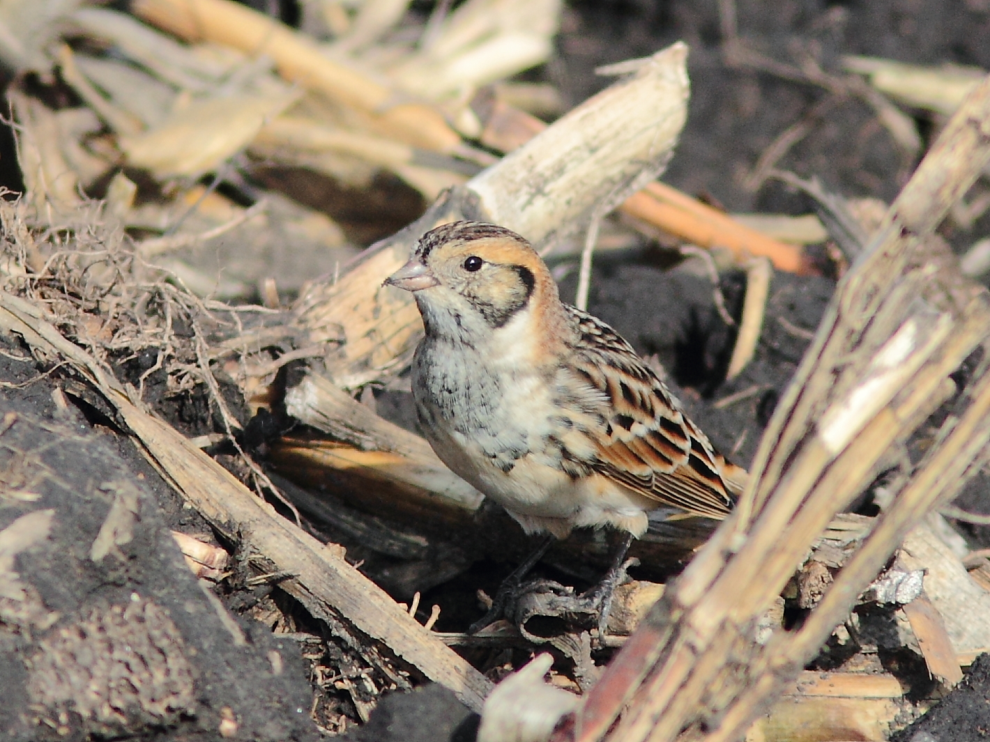 Lapland Longspur camouflaged in the background, Photography by Kenneth Cole Schneider