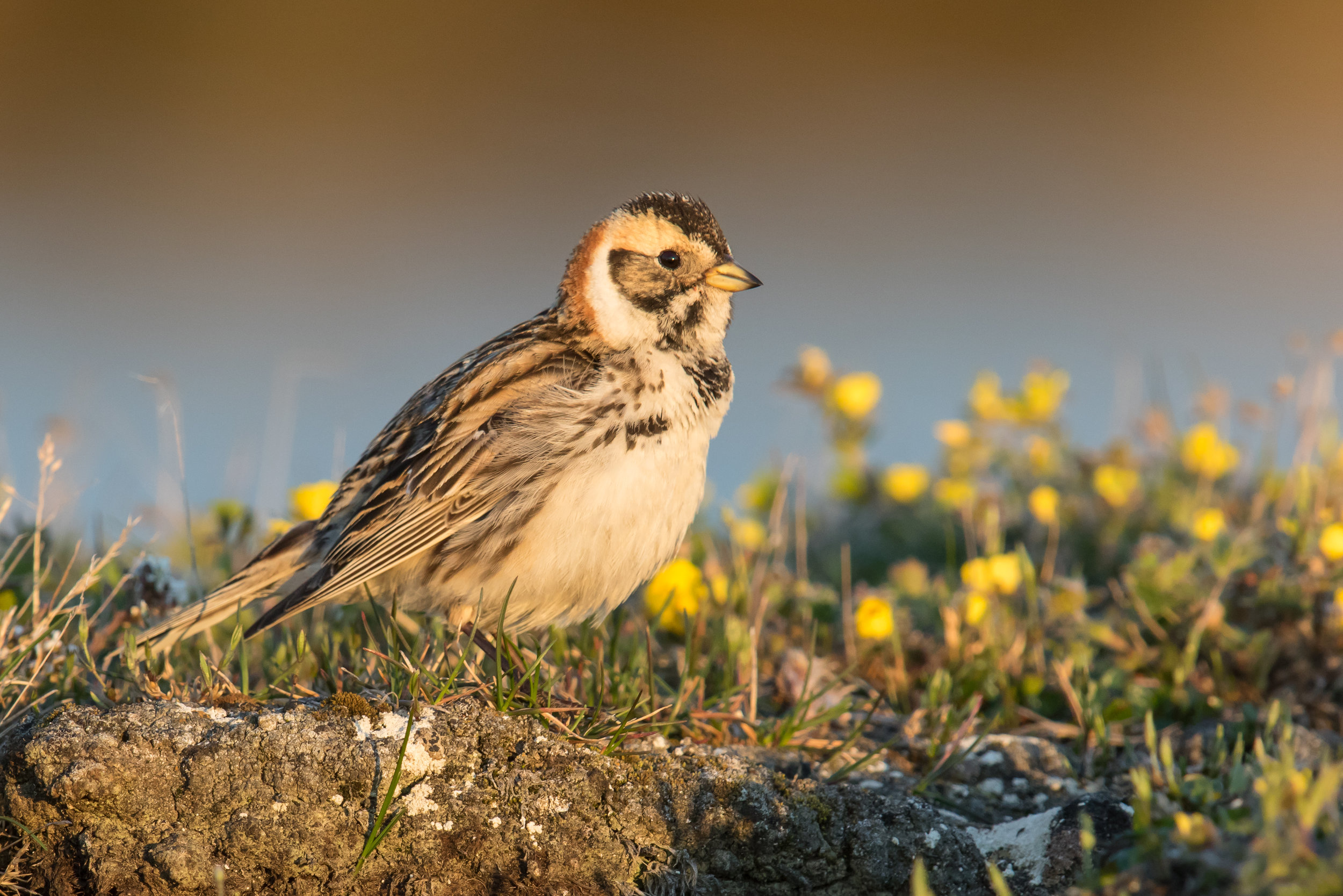 Lapland Longspur, Photography by Mick Thompson