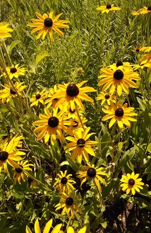 Black-eyed Susan.jpg