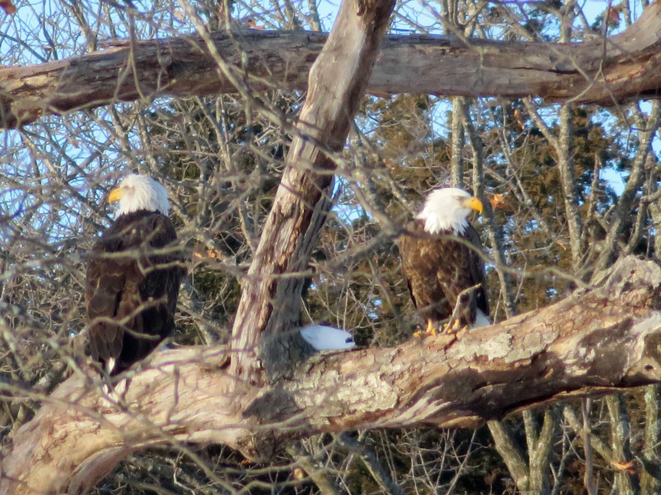 A pair of bald eagles spotted on the Poynette Christmas Bird Count. Photo by Maddie Dumas