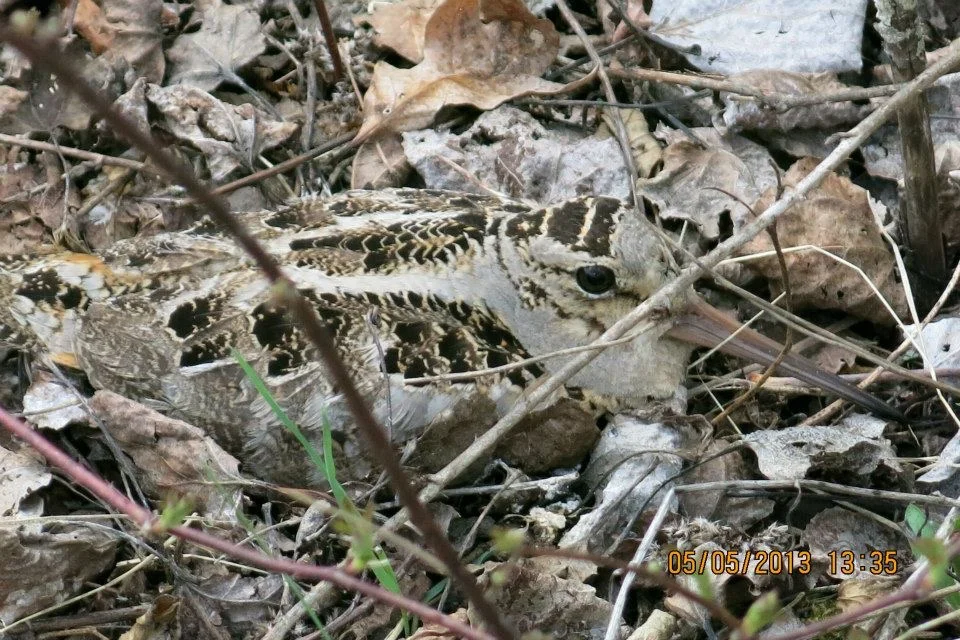 Woodcock &amp; Snipe Spring Walk