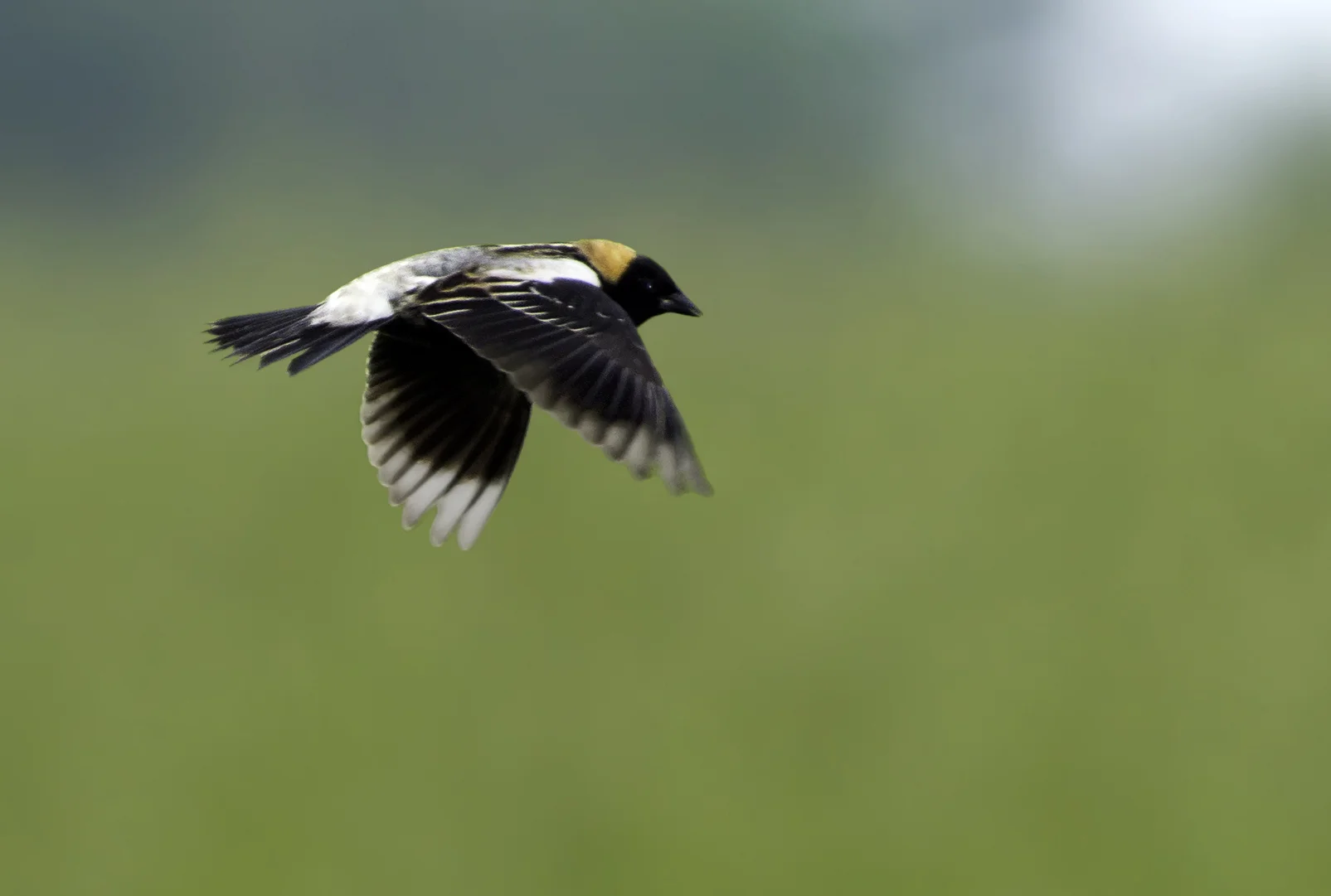 Grassland Birds Trip