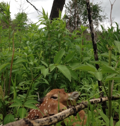 A white-tailed deer fawn hides in the cover of Faville Grove Sanctuary. Photo by Drew Harry.