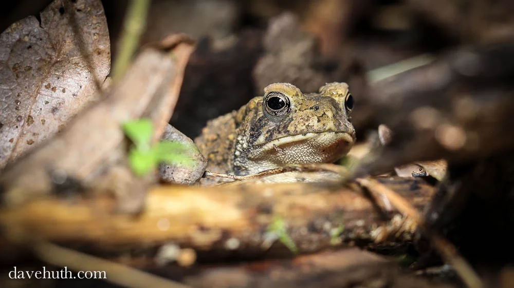 Jeff Lorch: Ecology and Conservation of Wisconsin's Reptiles and Amphibians