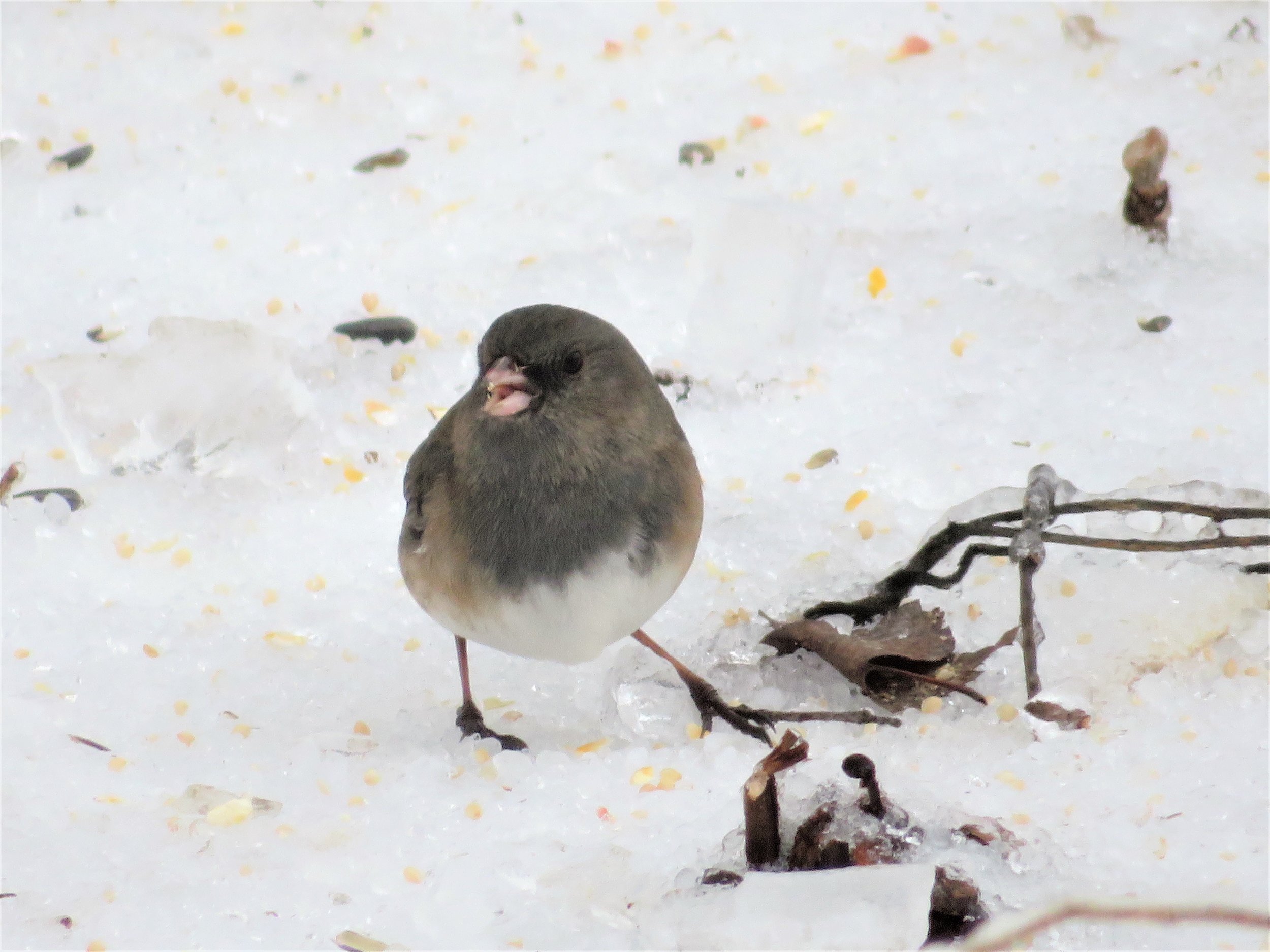 Dark-eyed Junco, photography by Maddie Dumas