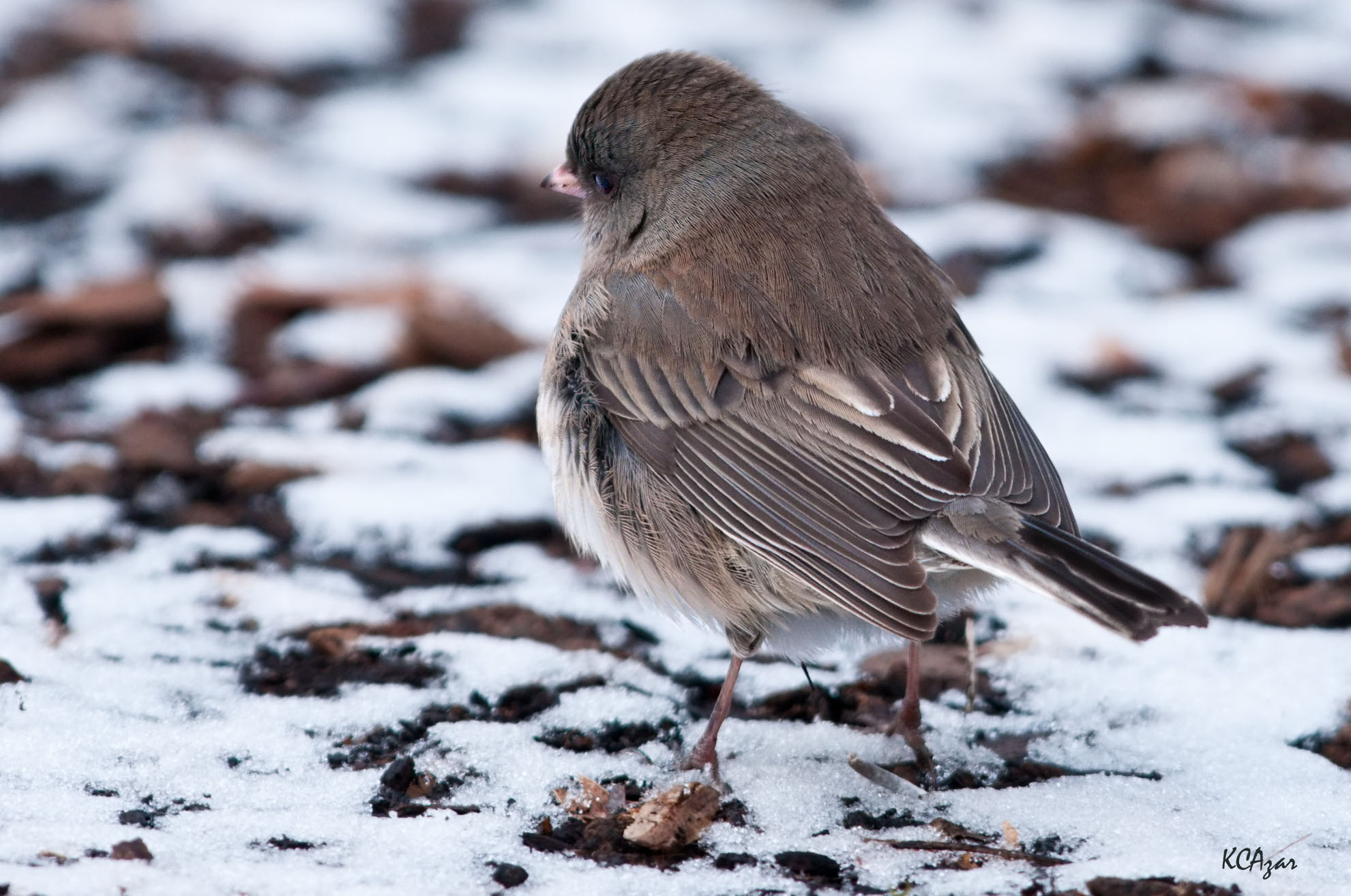 Dark-eyed Junco, photography by Kelly Colgan Azar