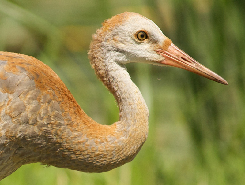 Sandhill crane colt, photo by Arlene Kozio