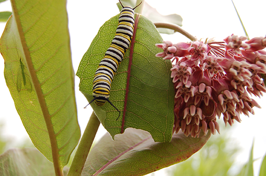 Monarch caterpillar munching on a commonmilkweed leaf, MAS photo