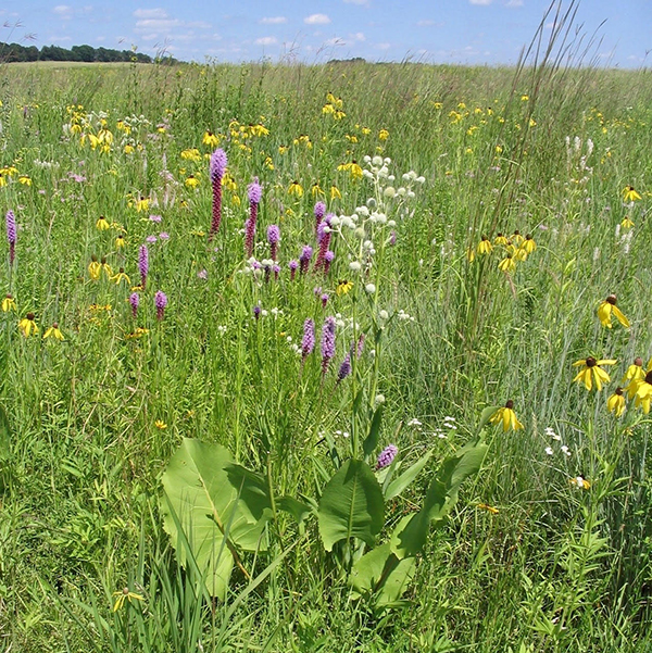 Prairie landscape at Faville Grove Sanctuary, photo by Roger Packard