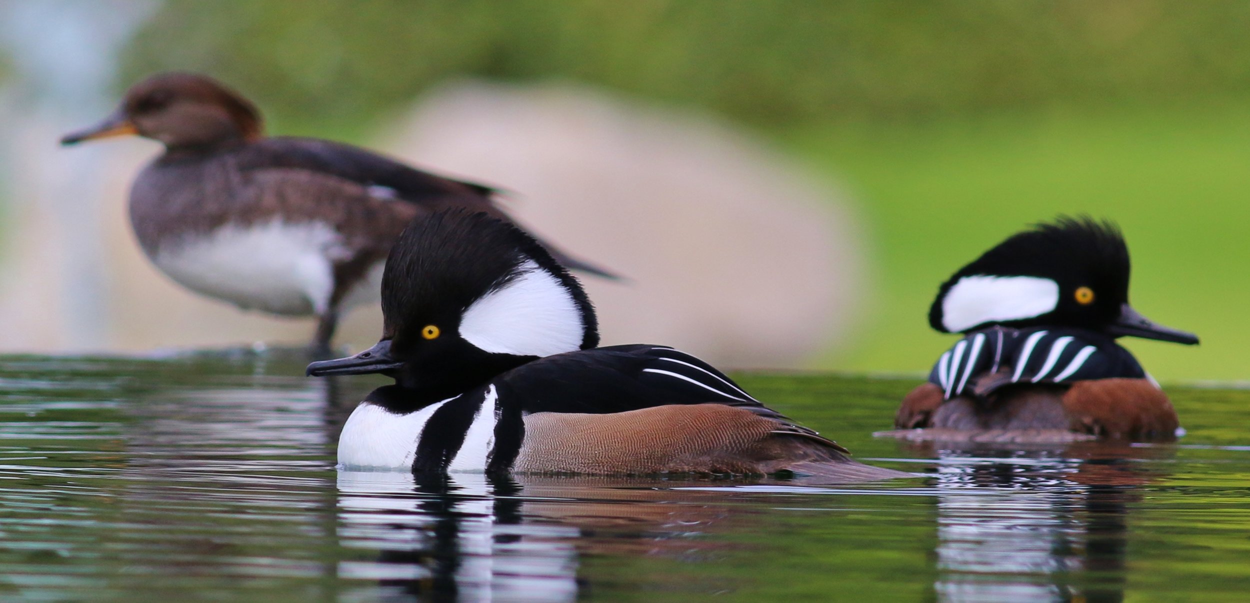 Photography by Tom Benson